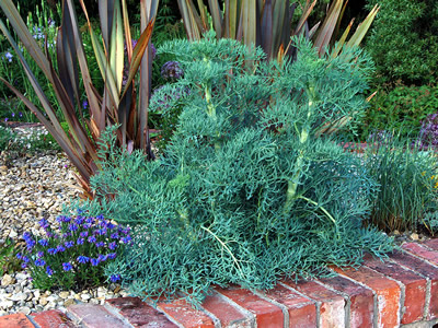 Seseli gummiferum - medium image 3