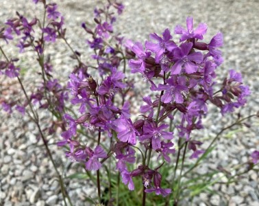 Silene atropurpurea - medium image 3