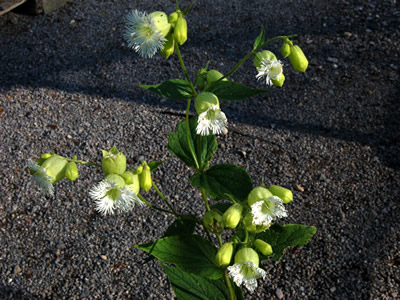 Silene fimbriata - medium image 3
