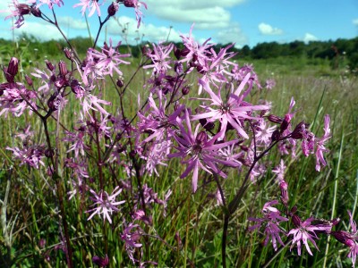 Silene flos-cuculi - medium image 3