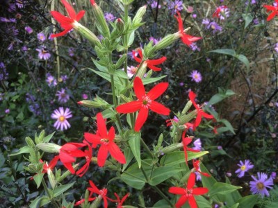 Silene regia - medium image 3