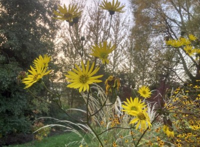 Silphium terebinthaceum - medium image 3
