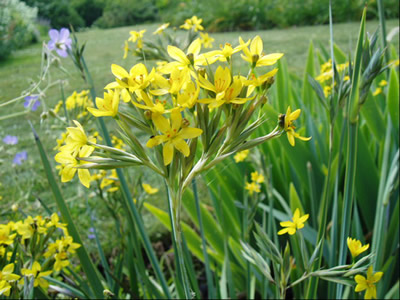 Sisyrinchium palmifolium - medium image 3