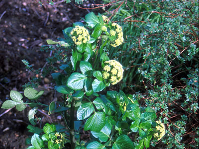 Smyrnium olusatrum - medium image 3