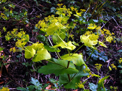 Smyrnium perfoliatum - medium image 3