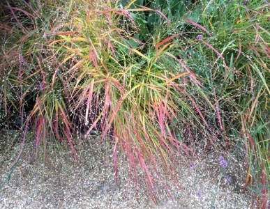 Stipa arundinacea - medium image 3