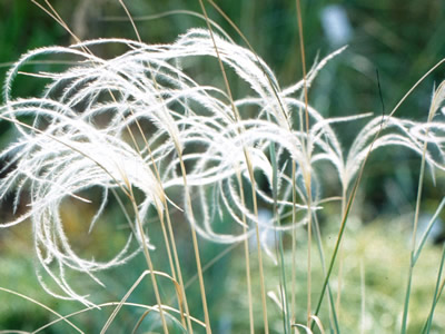 Stipa barbata - medium image 3