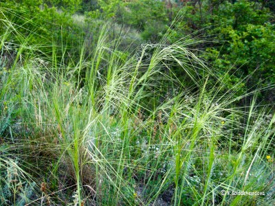 Stipa capillata - medium image 3