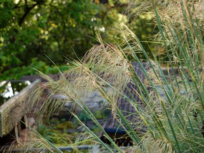 Stipa gigantea - medium image 3