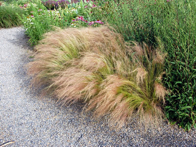 Stipa tenuissima - medium image 3