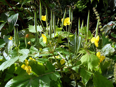 Stylophorum lasiocarpum - medium image 3