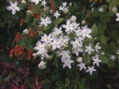 Swertia bimaculata - medium image 3