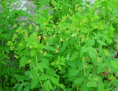 Taenidia integerrima - medium image 3