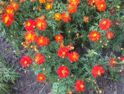 Tagetes linnaeus 'Burning Embers' - medium image 3