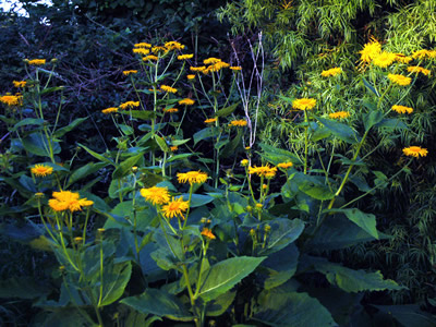 Telekia speciosa - medium image 3