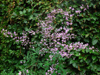 Thalictrum delavayi - medium image 3