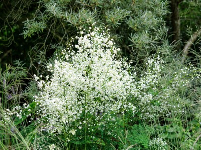 Thalictrum delavayi 'Album' - medium image 3