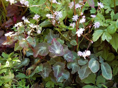 Thalictrum ichangengse - medium image 3