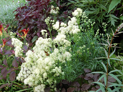 Thalictrum lucidum - medium image 3