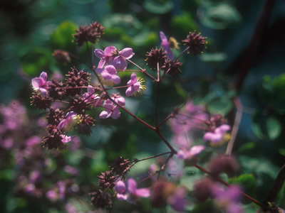 Thalictrum rochebrunianum AGM - medium image 3