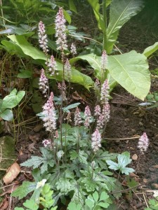 Tiarella 'Pink Skyrocket' - medium image 3