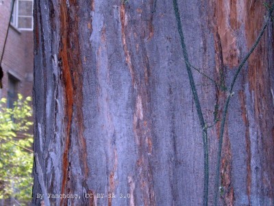 Toona sinensis - medium image 3