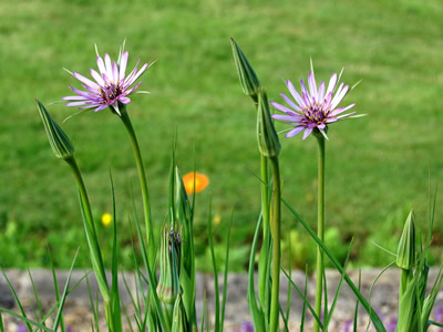 Tragopogon crocifolius - medium image 3