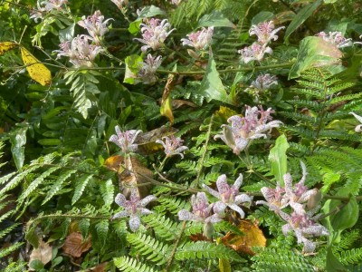 Tricyrtis hirta - medium image 3