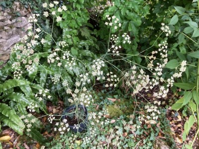 Trinia glauca - medium image 3
