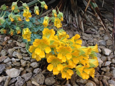 Tropaeolum polyphyllum - medium image 3