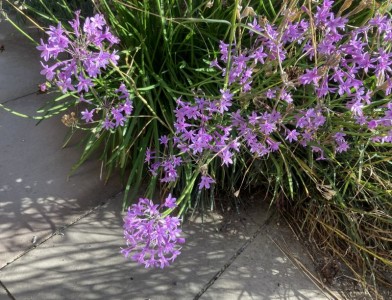 Tulbaghia violacea - medium image 3