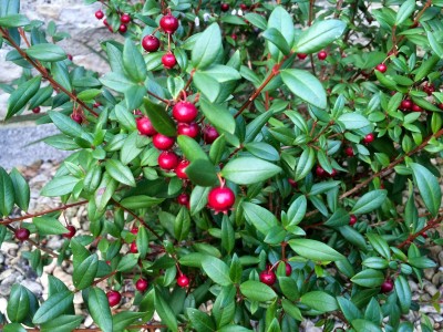 Ugni molinae - medium image 3