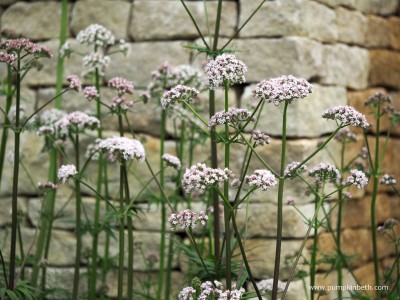 Valeriana officinalis - medium image 3