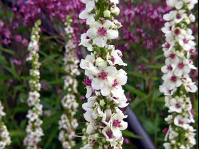 Verbascum chaixii 'Album' - medium image 3