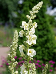 Verbascum phlomoides 'Spica' - medium image 3