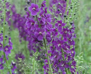 Verbascum phoeniceum 'Violetta' - medium image 3