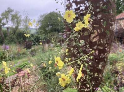 Verbascum roripifolium - medium image 3