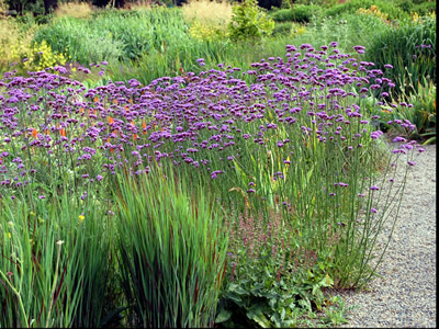 Verbena bonariensis - medium image 3