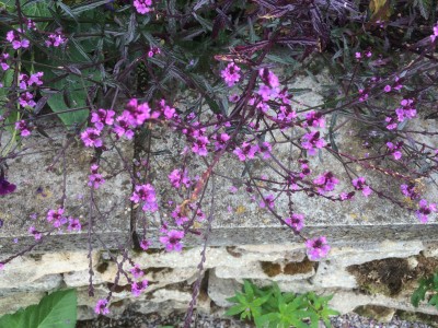Verbena officinalis 'Bampton' - medium image 3