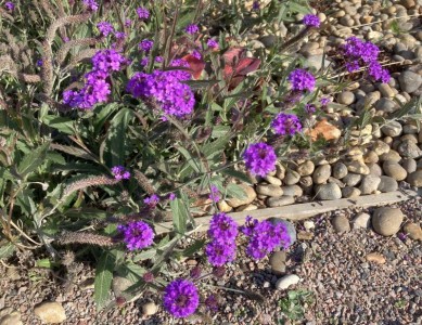 Verbena rigida - medium image 3