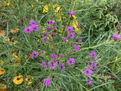 Vernonia lettermannii - medium image 3