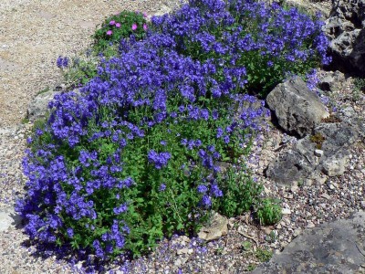 Veronica prostrata AGM - medium image 3