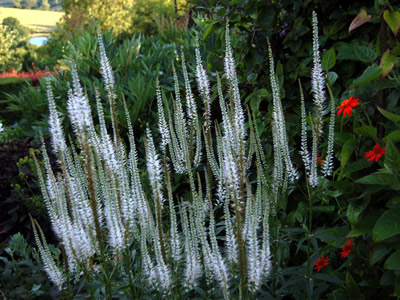 Veronicastrum virginicum 'Album' - medium image 3