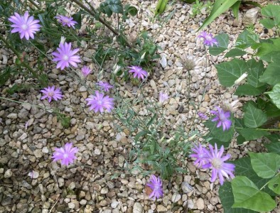 Xeranthemum annuum - medium image 3