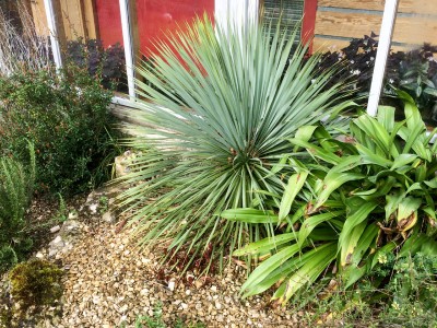 Yucca rostrata - medium image 3