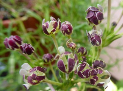 Zaluzianskya capensis - medium image 3