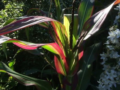 Zea japonica Variegata - medium image 3
