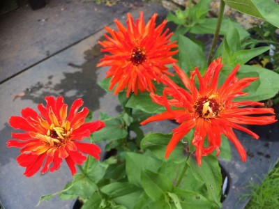 Zinnia elegans 'Inca' - medium image 3