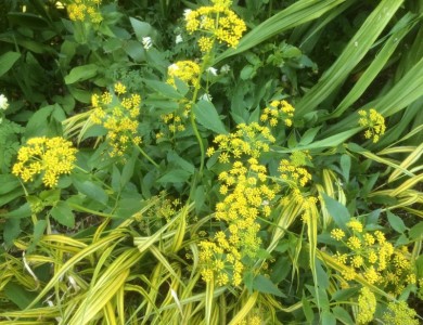 Zizia aurea - medium image 3