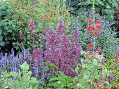 Agastache 'Bolero' - medium image 4